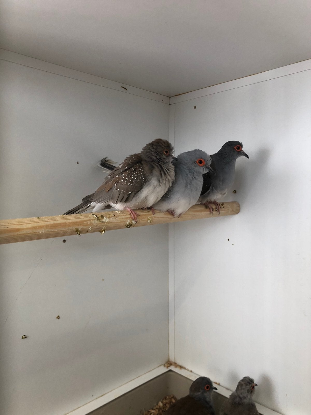 Diamantduifjes, Dieren en Toebehoren, Vogels | Overige Vogels, Meerdere dieren