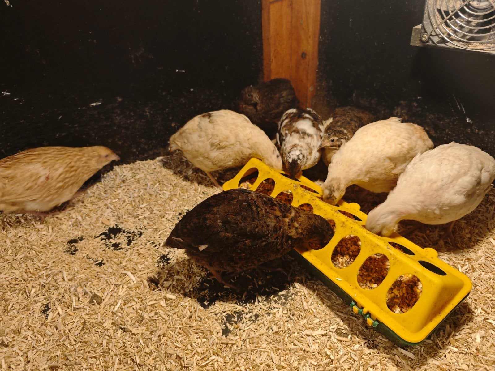 Japanse kwartel hennen verschillende kleuren, Dieren en Toebehoren, Pluimvee, Vrouwelijk, Overige soorten