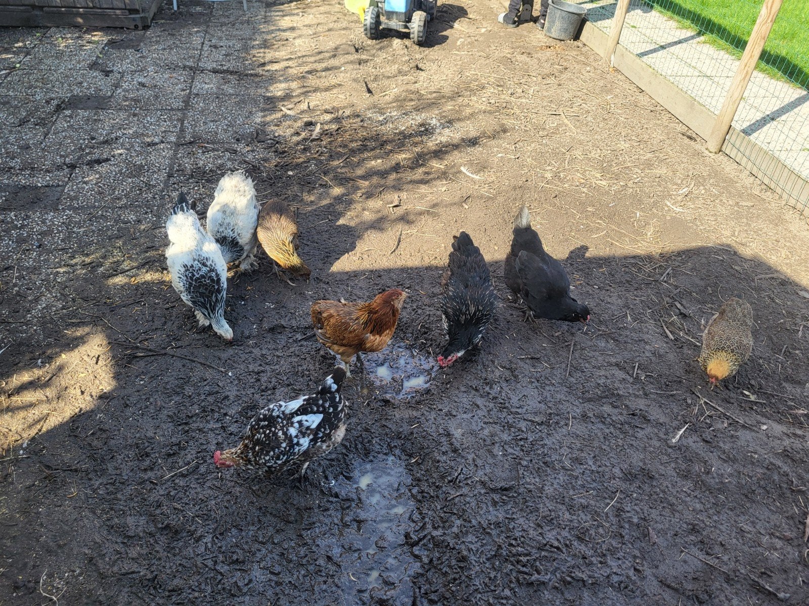 lieve kippen, Vrouwelijk, Kip