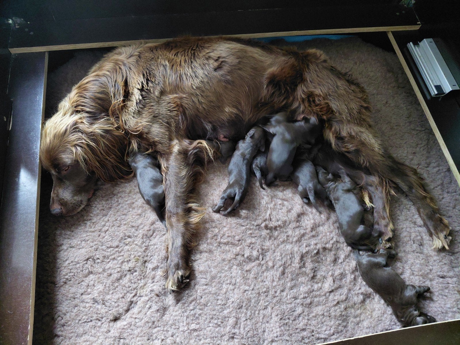 Duitse staande langhaar pups, Parvo, 8 tot 15 weken, Meerdere, Meerdere dieren