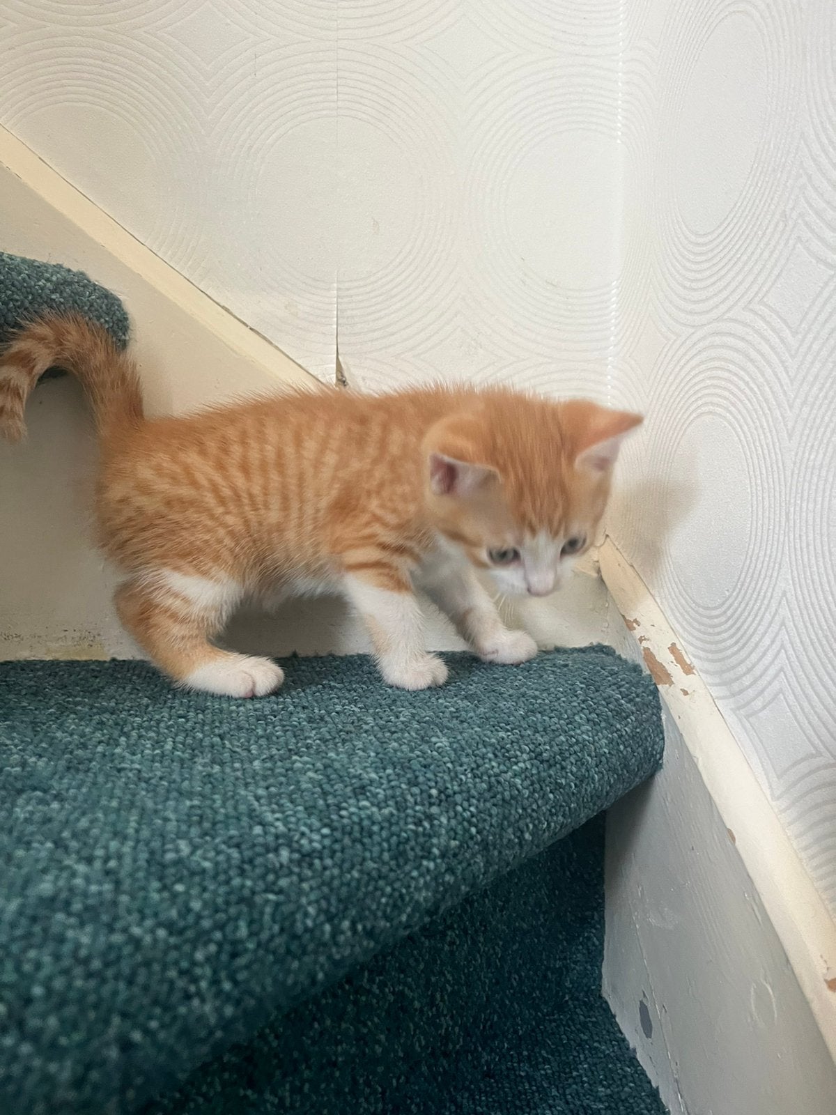 Lieve kittens, Meerdere dieren