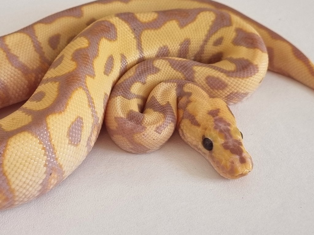1.0 spotnose banana (od) clown koningspython python regius Ball Python - male for sale from Snakesnballoons