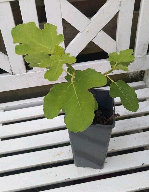 vijg..🍀, Ophalen, Zomer, Vaste plant, Fruitplanten