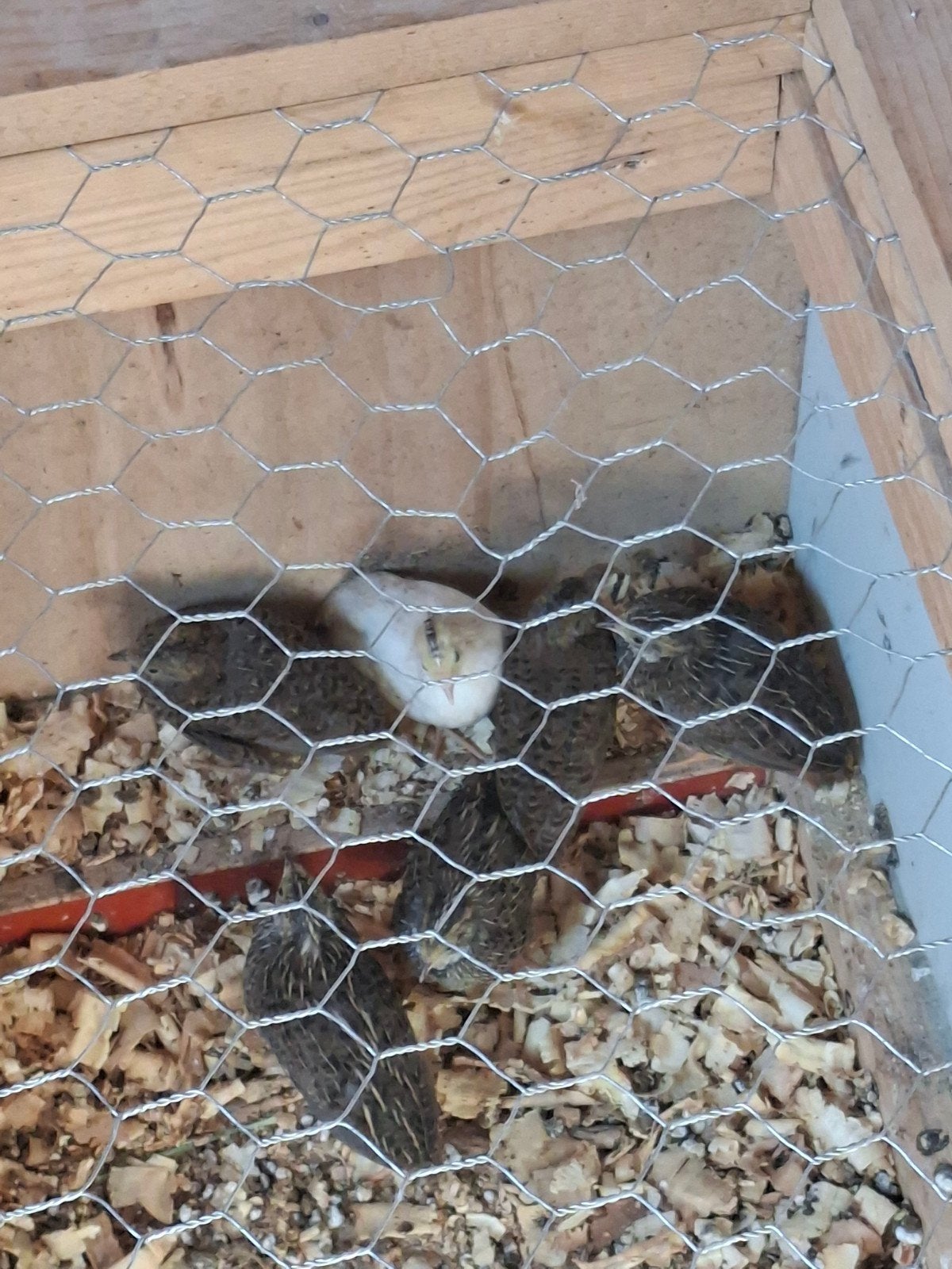 zes chinese kwartels, Meerdere dieren, Overige soorten
