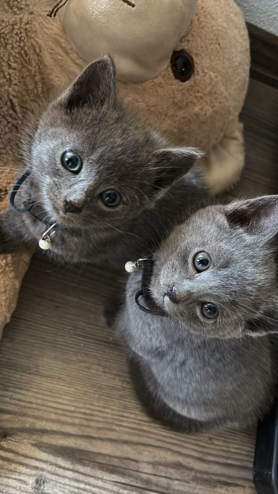 Blauwe rus kater, Kater