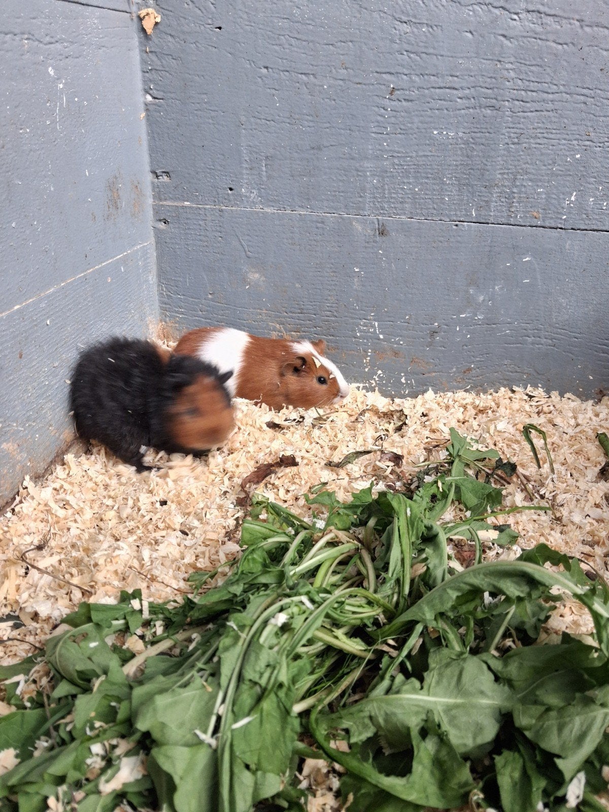 twee cavia beertjes 6 weken oud 10 euro samen., Cavia, Mannelijk, Juli, Tam