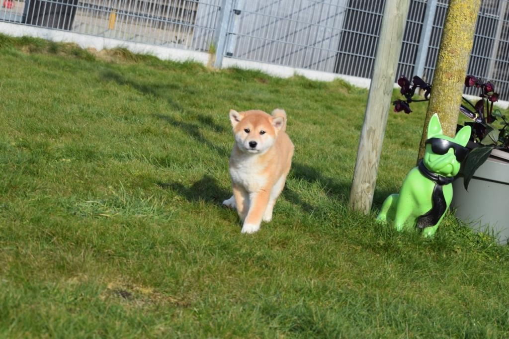 Shiba inu pups mooie keuze, 15 weken tot 1 jaar, Overige rassen, Buitenland, Parvo