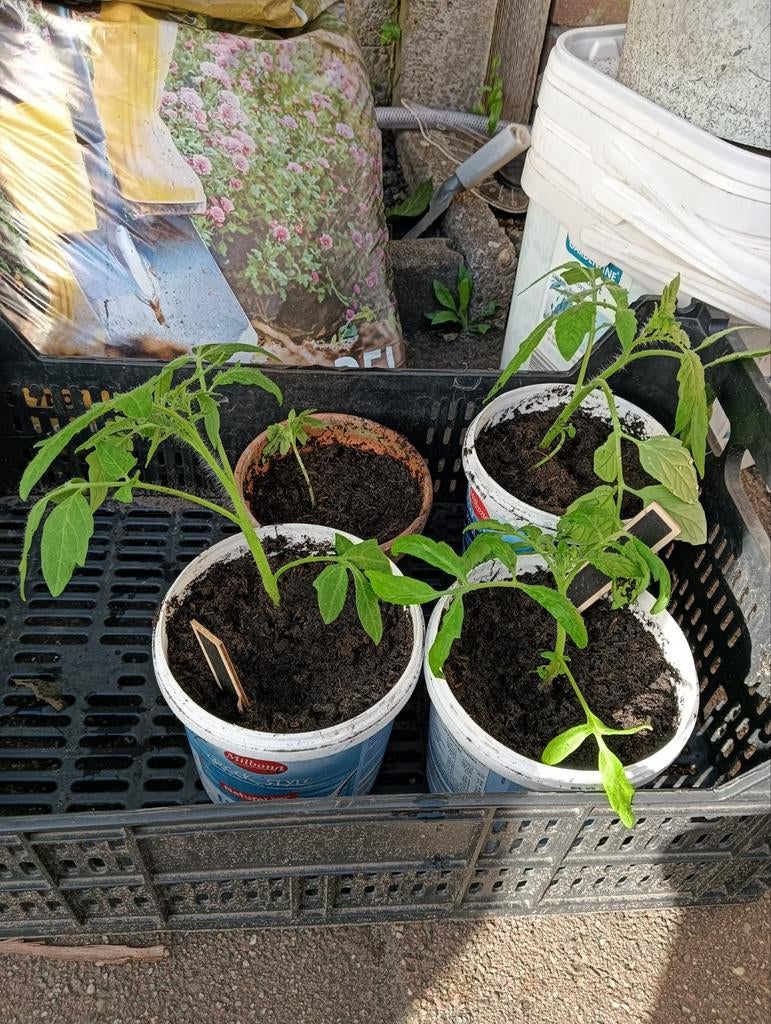 Tomaten plantjes, Ophalen, Eenjarig, Groenteplanten, Volle zon
