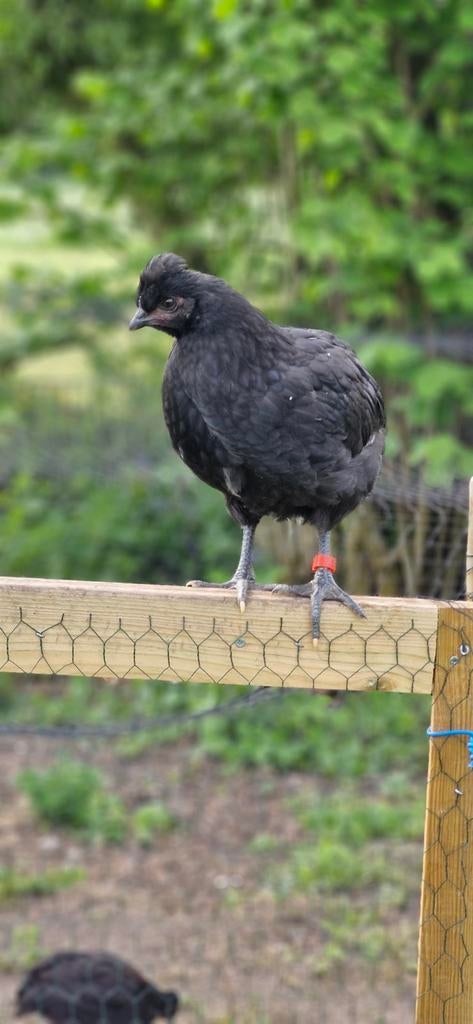 Araucana hennen  geboren in 2026., Dieren en Toebehoren, Vrouwelijk, Kip