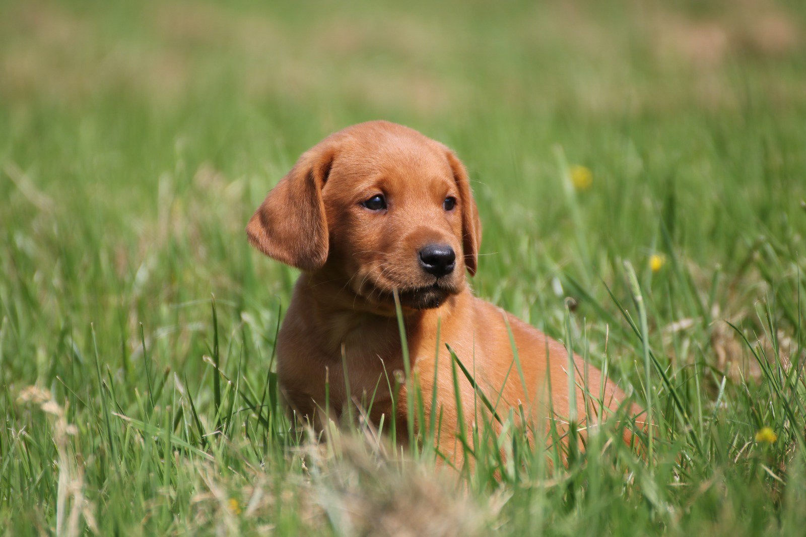Redfox Labrador pups met stamboom, Parvo, Nederland, Reu, 8 tot 15 weken