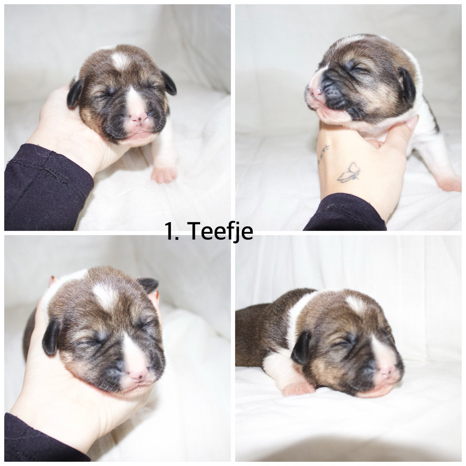 CORGITA PUPS (Akita x corgi), Dieren en Toebehoren, 8 tot 15 weken, Meerdere, Meerdere dieren, CDV (hondenziekte)
