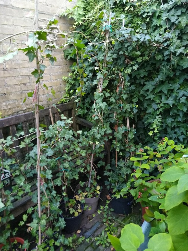 Klimplanten (Hedera en Wilde wingerd), Ophalen, Overige soorten, Haag, 100 tot 250 cm