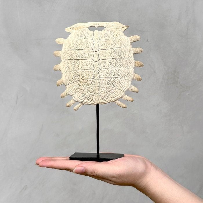 Chinese Soft-Shell Turtle - Bot - Pelodiscus Sinensis, Boho, Nieuw, Ophalen of Verzenden, Natuurlijk materiaal