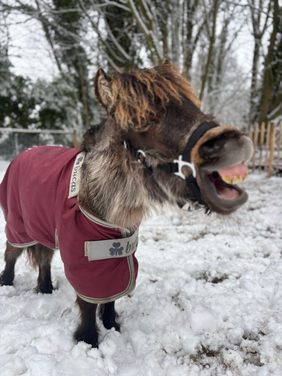 Bucas atlantic turnout light exclusive, Dieren en Toebehoren, Ophalen of Verzenden, Zo goed als nieuw