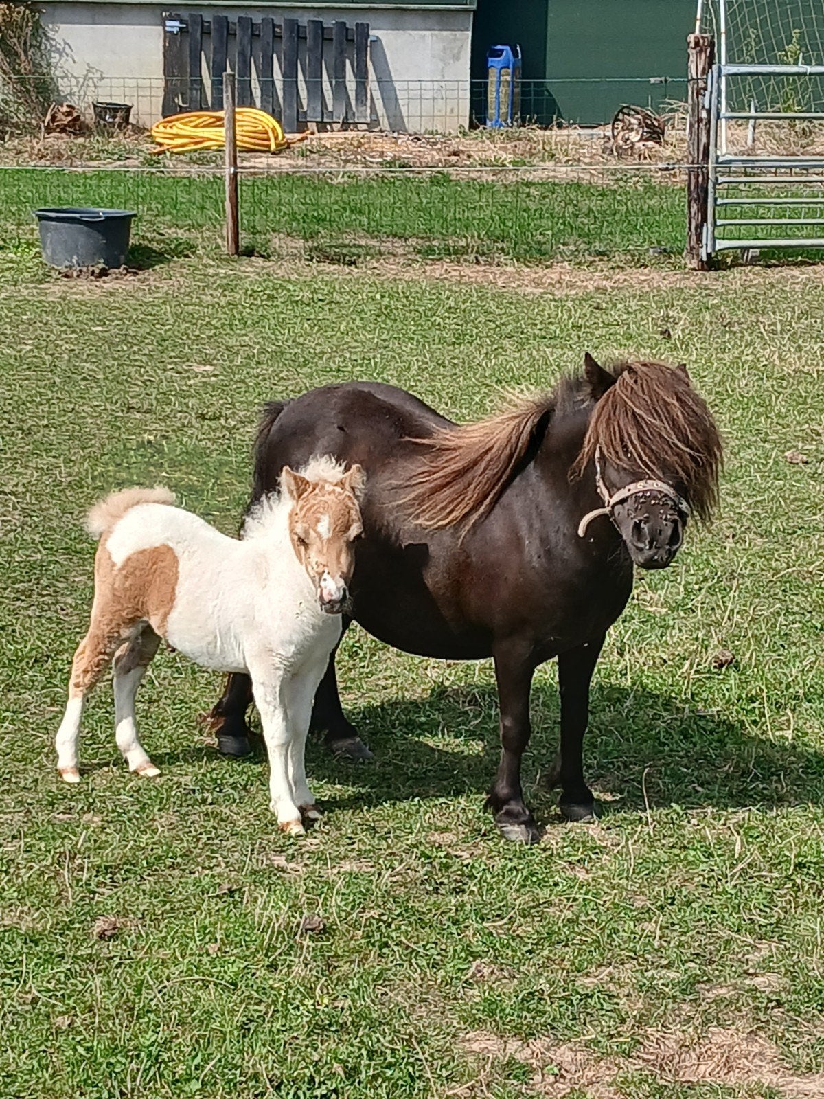 te koop een smoky Black merrie met prachtig bont veulen, Dieren en Toebehoren, Pony's, Merrie, A pony (tot 1.17m), Met stamboom