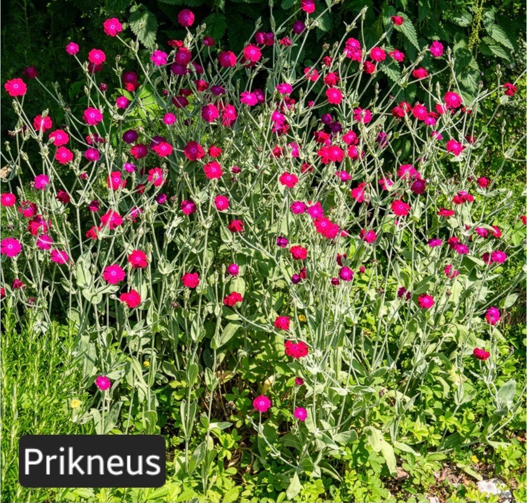 Prikneus (Silene coronaria) - Levendige roze bloemen, Tuin en Terras, Planten | Tuinplanten, Ophalen