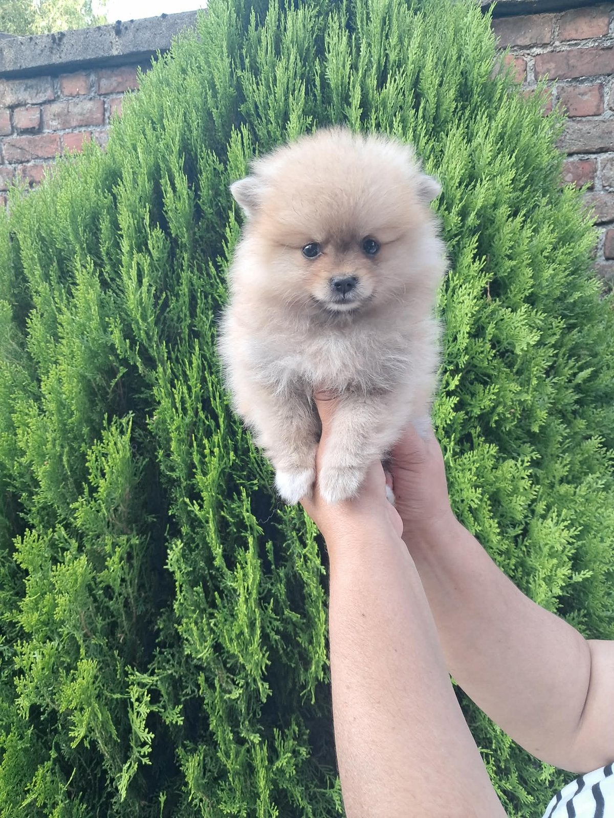 Mini Pomeriaan, België, Fokker | Hobbymatig, Overige rassen, 8 tot 15 weken