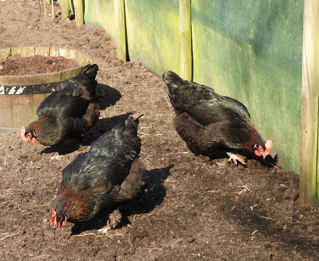 Raszuivere Marans broedeieren  Zwart Koperhalzig, Dieren en Toebehoren, Pluimvee, Geslacht onbekend, Kip