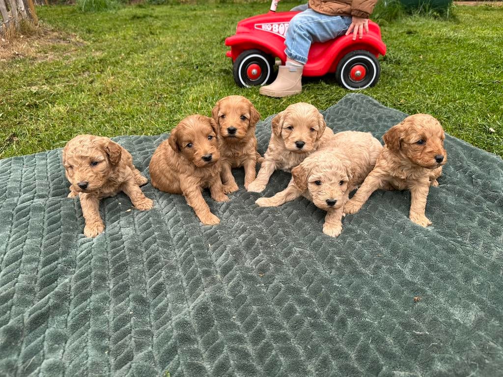 Cockapoo pups, Parvo, Nederland, Overige rassen, 8 tot 15 weken