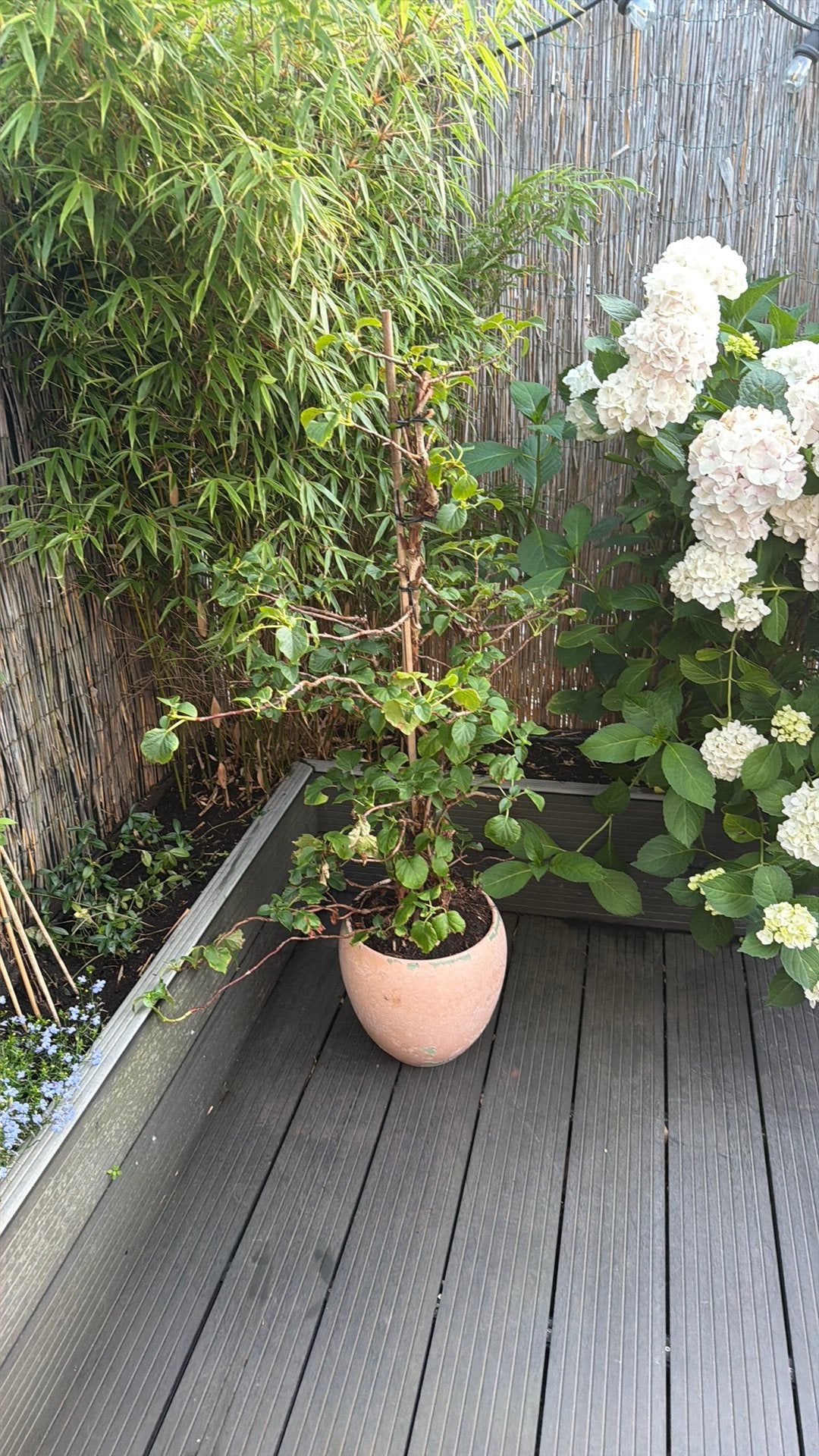 Klimhortensia - 1 meter, Tuin en Terras, Ophalen, Overige soorten, Volle zon