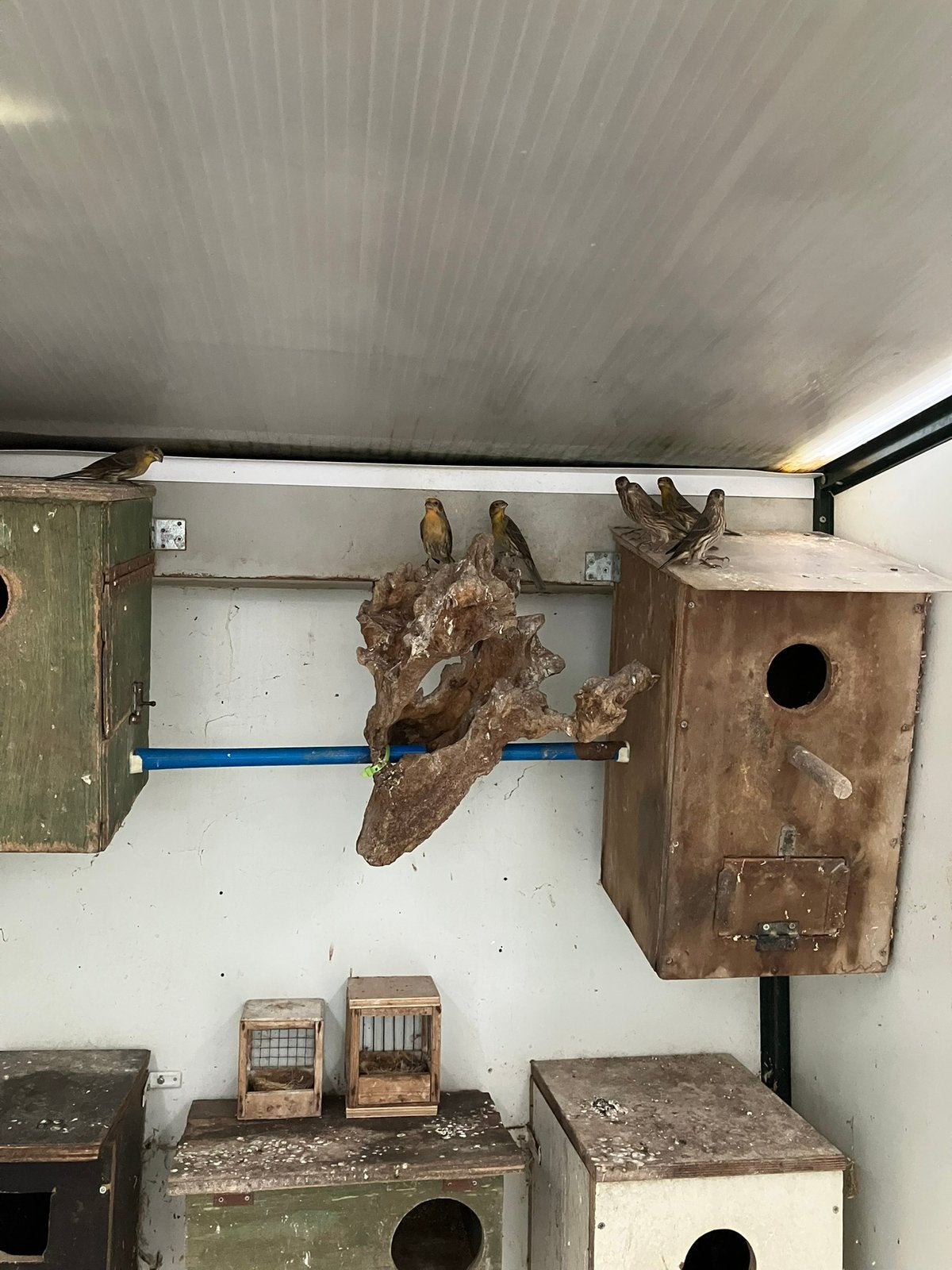 Mexcicaanse roodmussen te koop, Dieren en Toebehoren, Vogels | Overige Vogels, Meerdere dieren