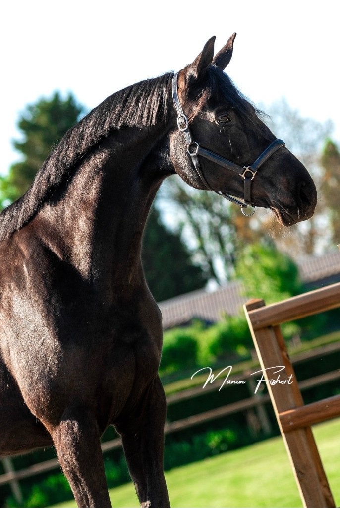 Meerdere paarden te koop, Meerdere dieren, Dressuurpaard, Met stamboom, 0 tot 2 jaar