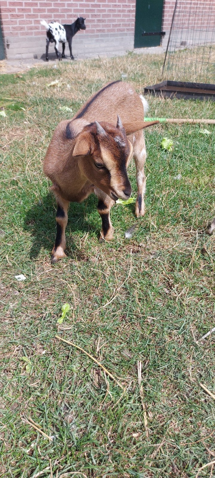 Dwerggeitjes, dwerggeit, geitjes, Dieren en Toebehoren, Vrouwelijk, Geit