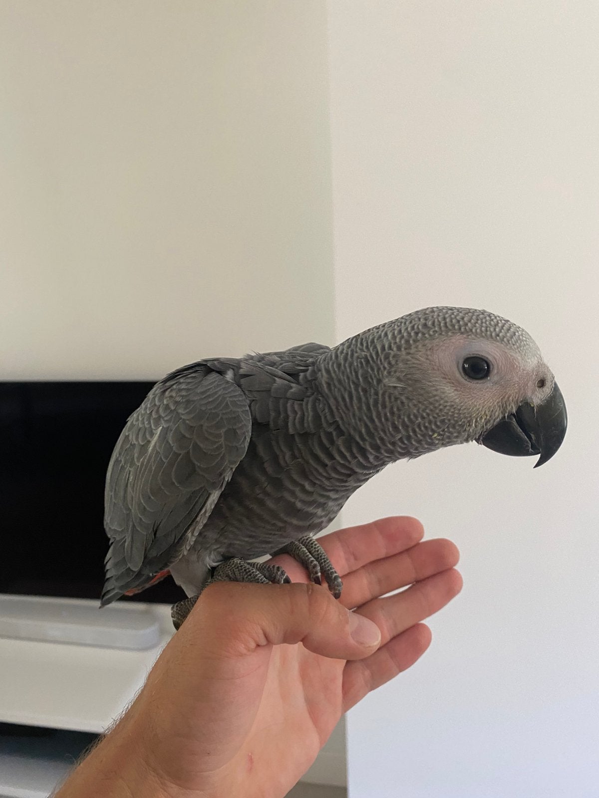 Super tamme jonge grijze roodstaart papegaai, Dieren en Toebehoren, Meerdere dieren, Papegaai, Geringd