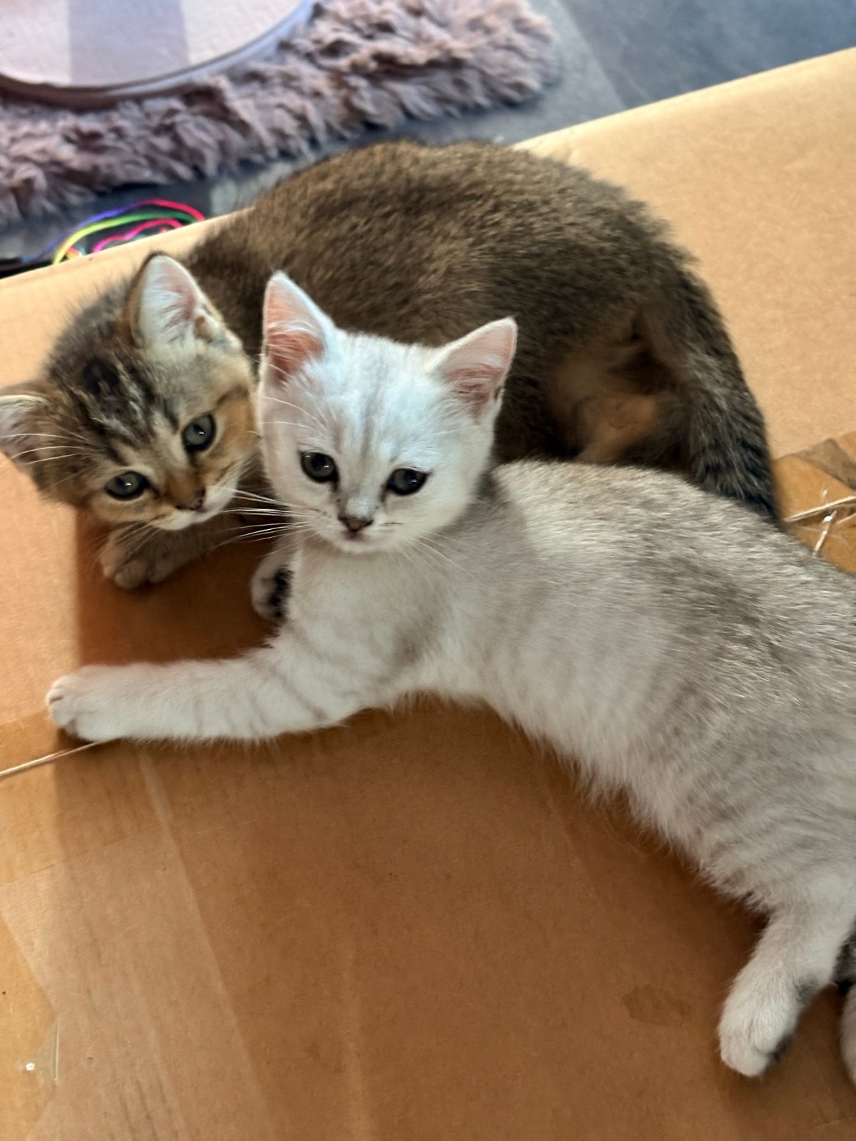Britse korthaar kittens raszuiver 1x katertje 1x poesje, Poes, Kortharig, 0 tot 2 jaar