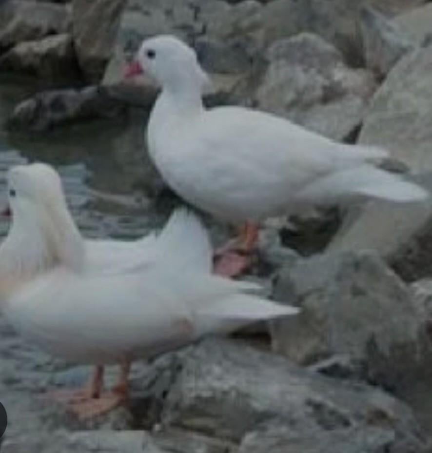 Te koop mooi koppel witte manderijn eenden, Dieren en Toebehoren, Pluimvee, Meerdere dieren, Eend