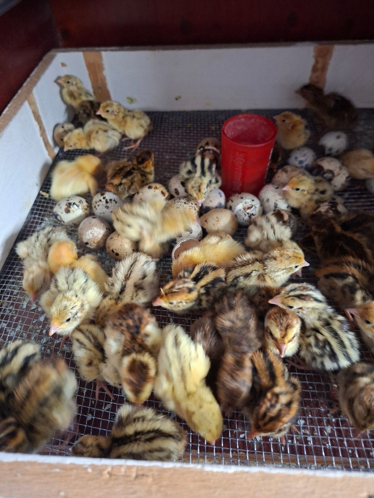 Japanse kwartels en  kuikens  kwartel, Dieren en Toebehoren, Pluimvee, Meerdere dieren, Overige soorten
