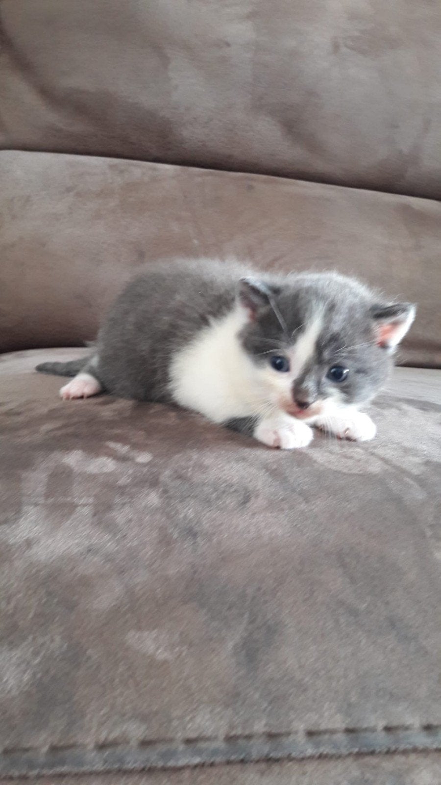 Kitten