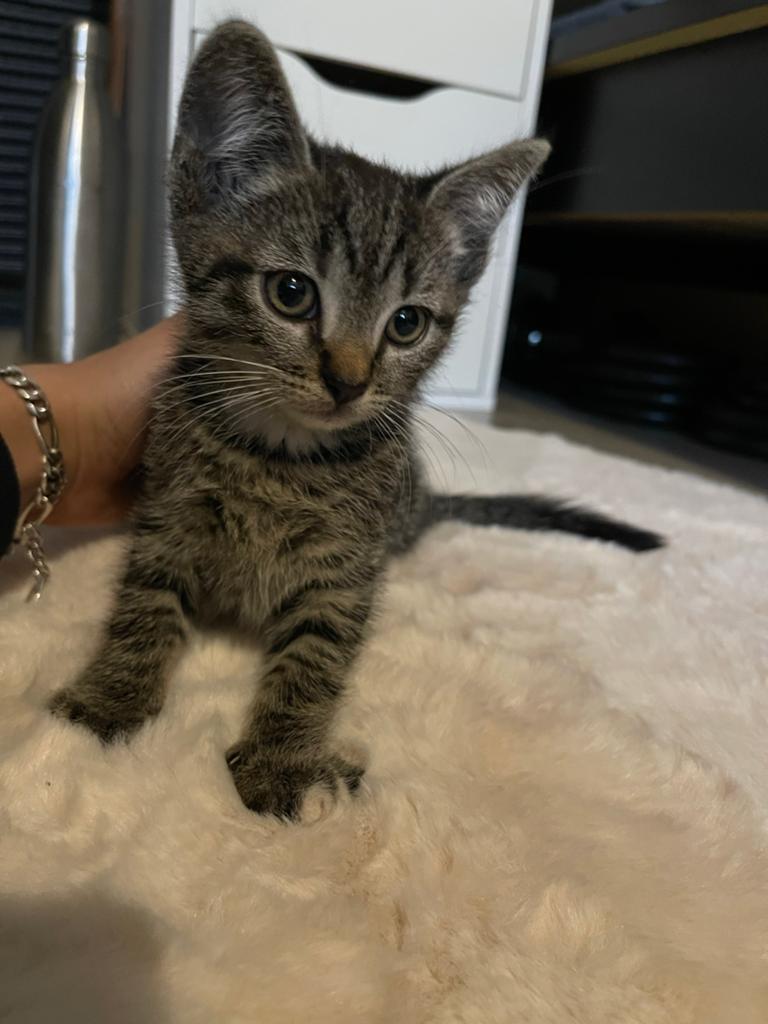 Europeese korthaar kittens, Dieren en Toebehoren, Meerdere dieren, Kortharig, 0 tot 2 jaar