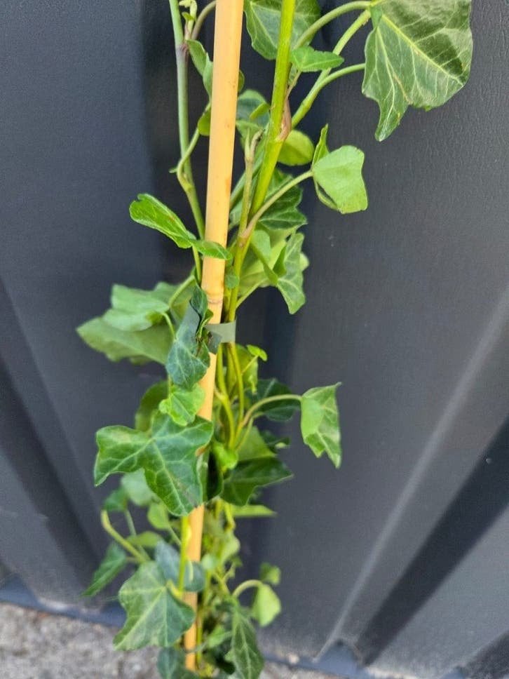 Hedera woerner 100-125cm klimop, Ophalen, Vaste plant, Bloeit niet, Halfschaduw