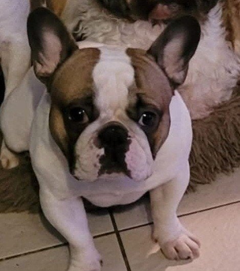 Wij zoeken met pijn in ons hart een diamanten mandje, Dieren en Toebehoren, Reu, Bulldog, Eén hond, 3 tot 5 jaar