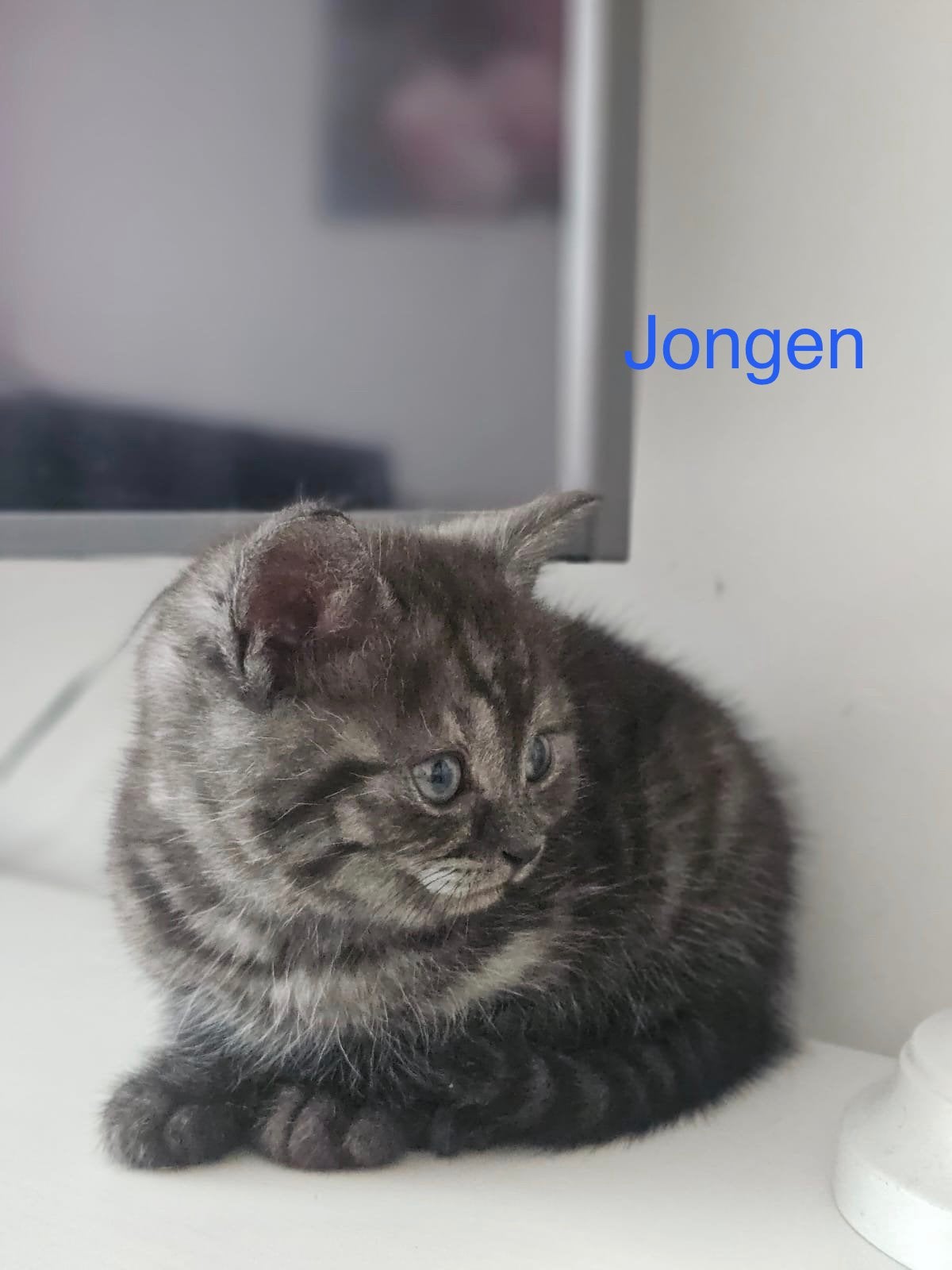Britse Korthaar , Tabby Chocolade,bicolor LAATSE 2 Kittens, Meerdere dieren, Ontwormd