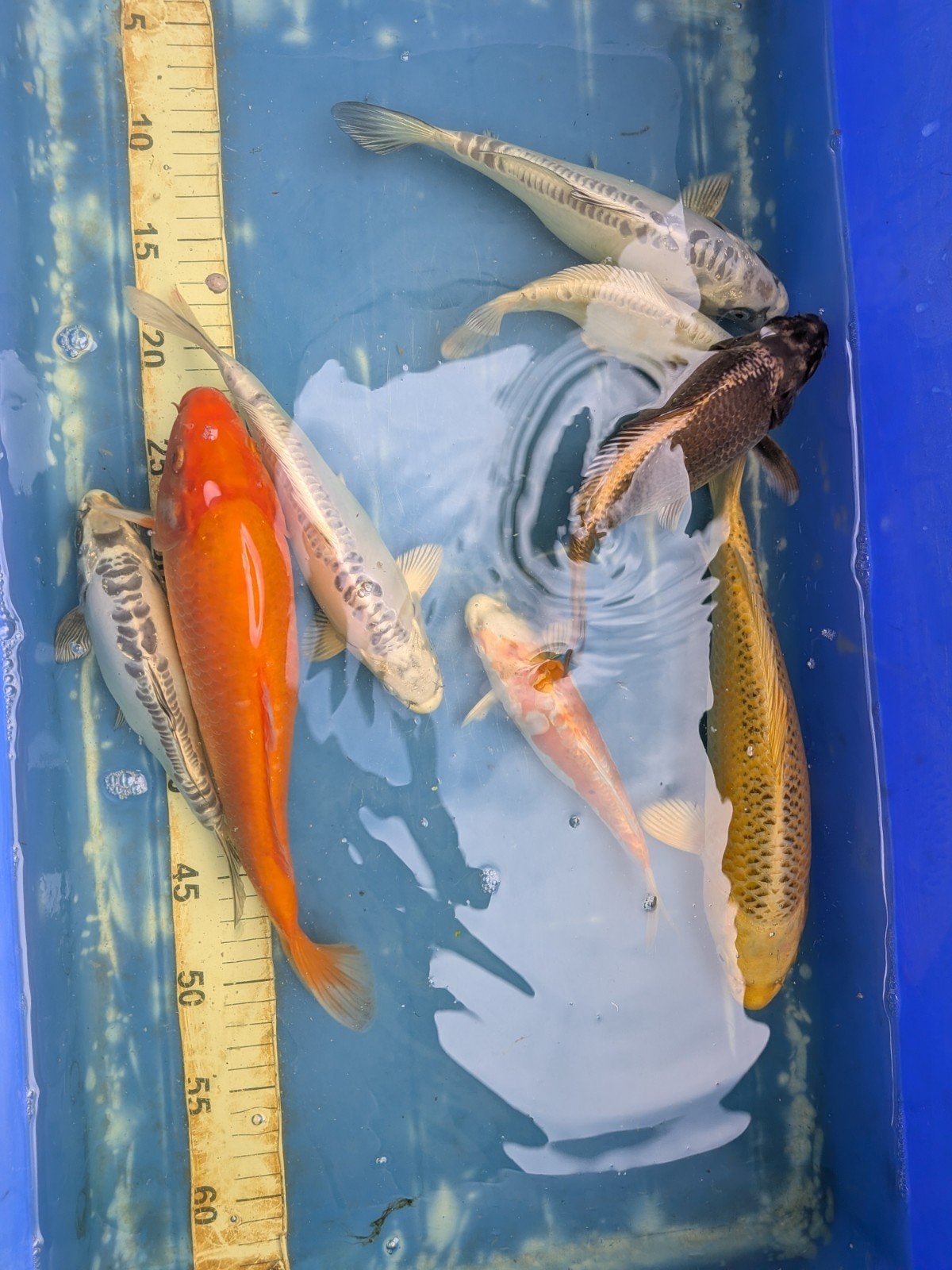 koikarpers, Dieren en Toebehoren, Vissen | Vijvervissen, Karper of Koi
