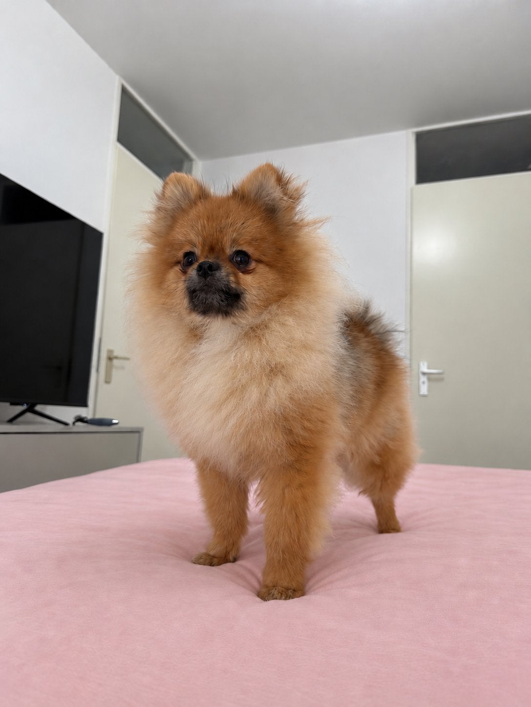 Pomeranian | Pomeriaan | Reu | Stamboom, Dieren en Toebehoren, Particulier, Keeshond, Reu, 8 tot 15 weken