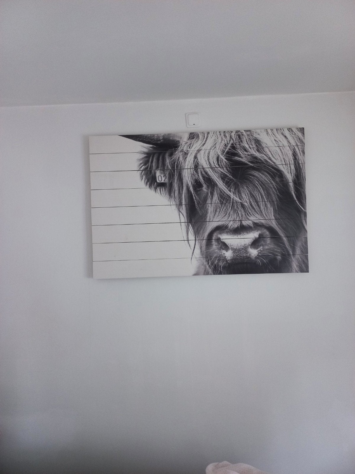 Prachtige Schotse Hooglander Wanddecoratie op Hout, Ophalen