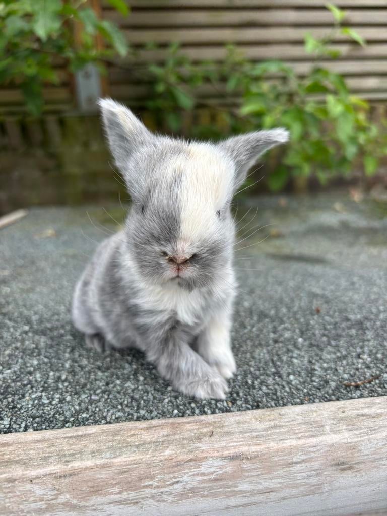 NHD konijntjes hangoor dwerg konijnen, Dieren en Toebehoren, Meerdere dieren, Dwerg, Hangoor