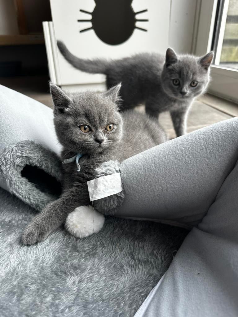 Raszuivere Britse Korthaar kitten met stamboom, Dieren en Toebehoren, Meerdere dieren, Met stamboom, 0 tot 2 jaar