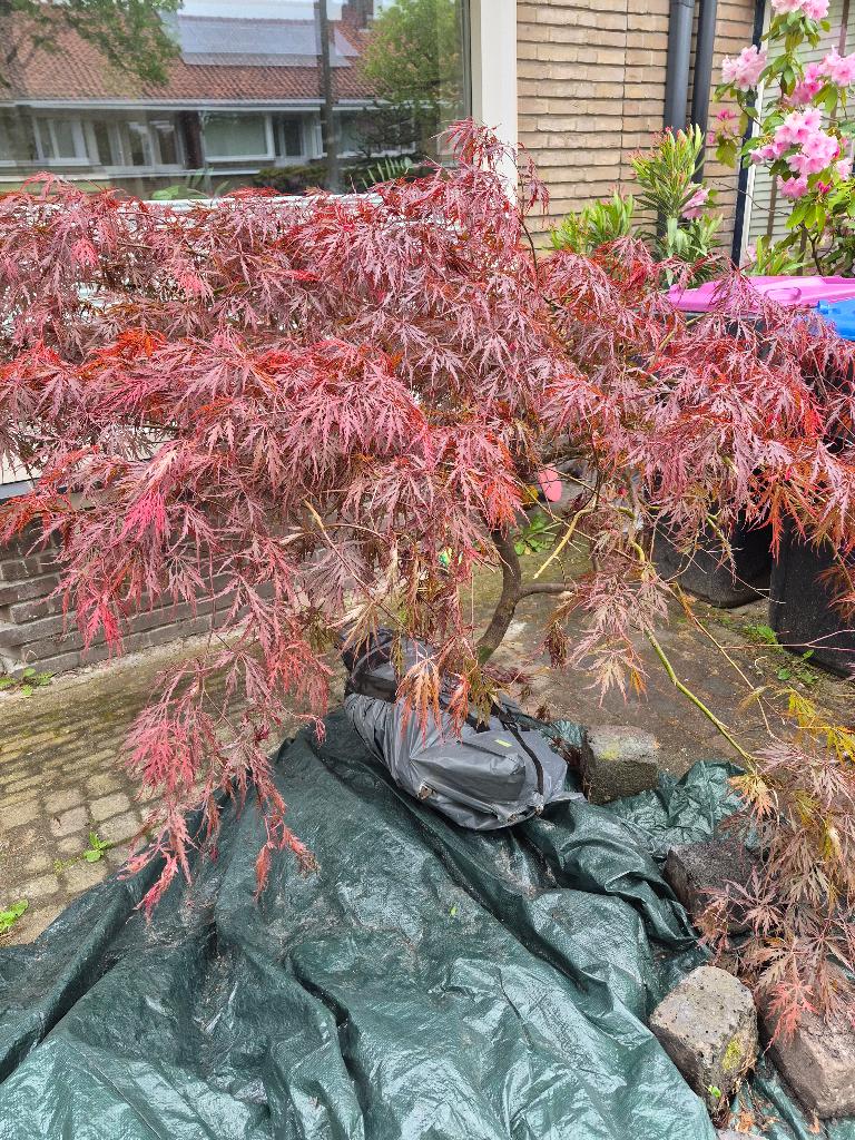 Japanse Esdoorn, Tuin en Terras, Overige soorten, Vaste plant, Ophalen of Verzenden, Bloeit niet