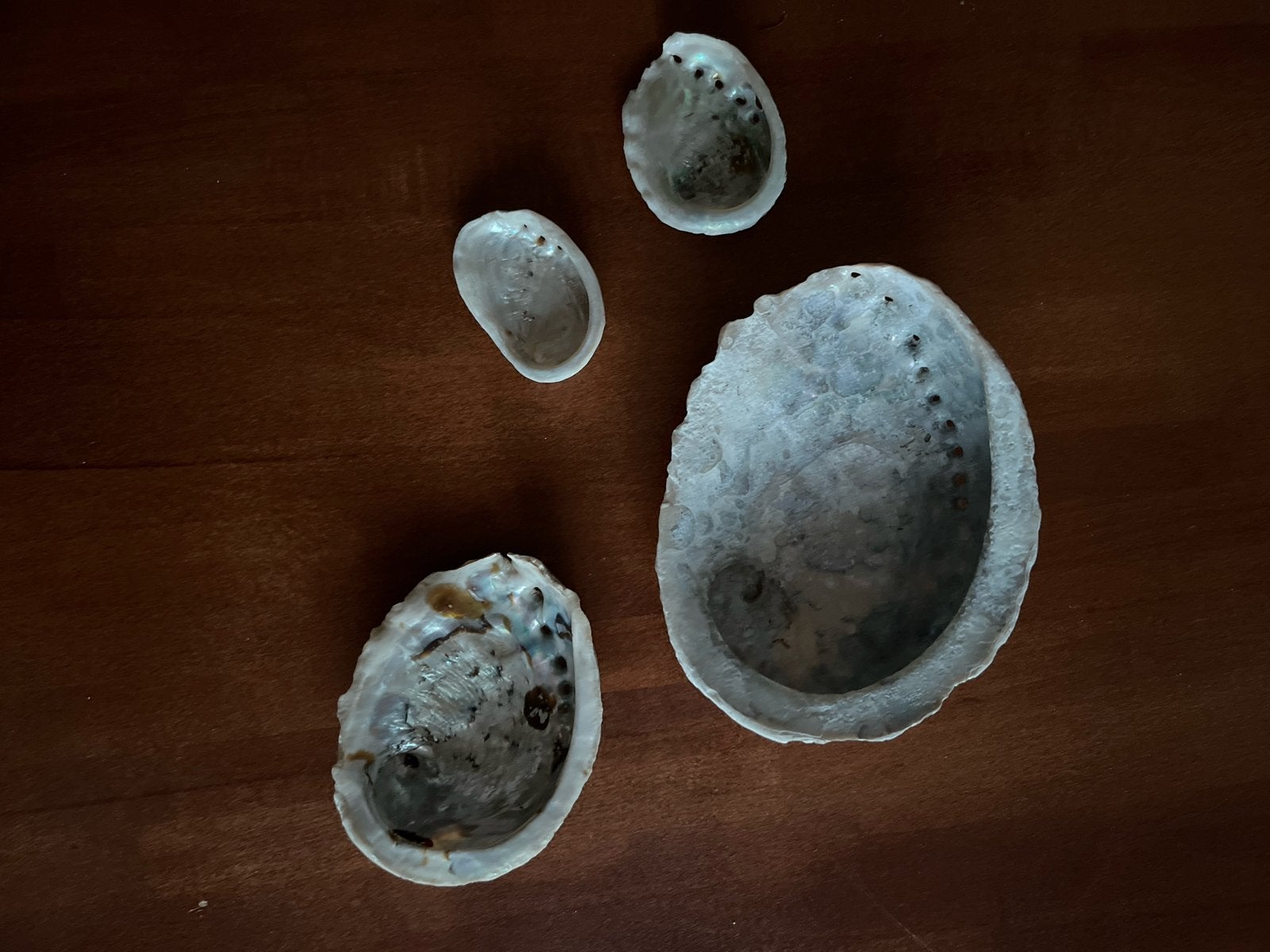 Schelpen – 4x Abalone (Zeeoor) & 5x Capiz (Vensterschelp), Verzamelen, Ophalen of Verzenden, Schelp(en)