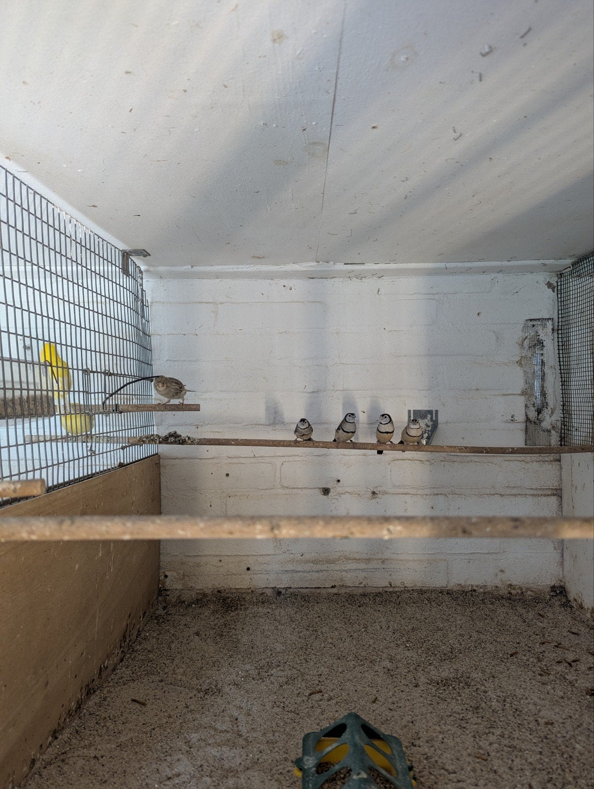 bichenow astrilde, Dieren en Toebehoren, Vogels | Overige Vogels, Meerdere dieren, Tropenvogel, Geringd