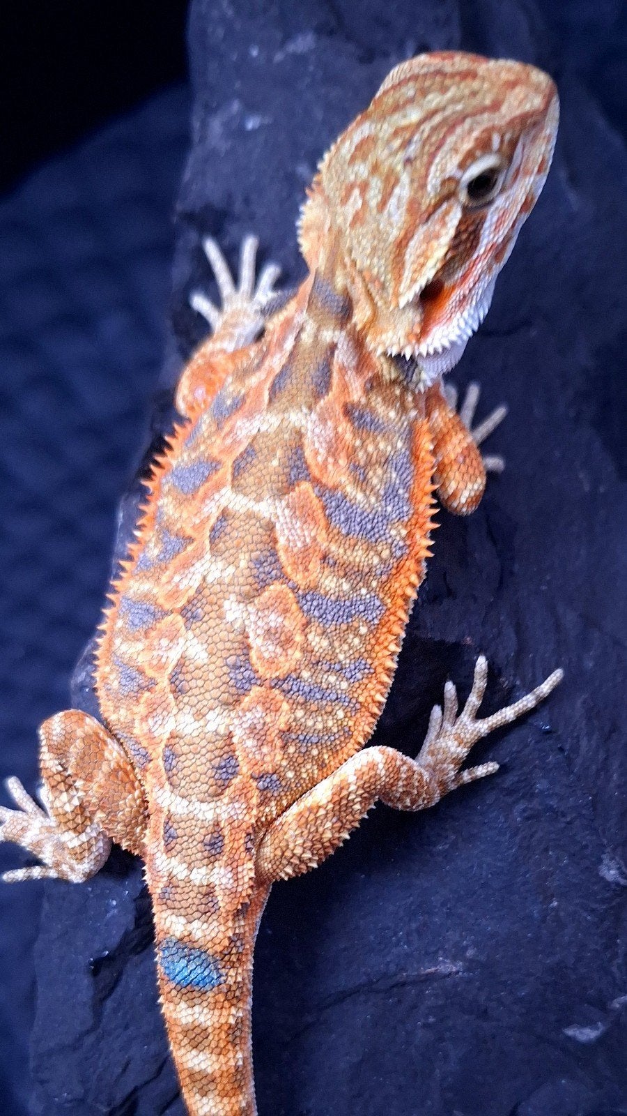 50% Red Monster Purple Tiger Baardagaam Triple het., Dieren en Toebehoren, Reptielen en Amfibieën, Hagedis, 0 tot 2 jaar
