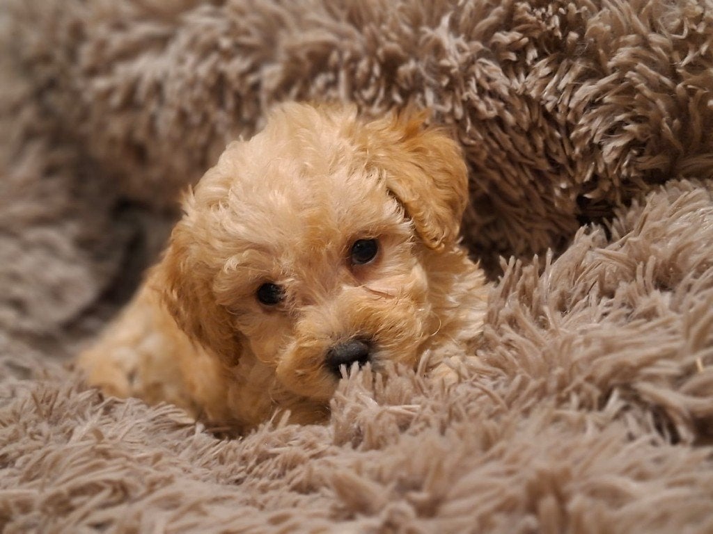 Toy Poedel pups – Geboren 4 juni 2026, Poedel, Parvo, 8 tot 15 weken, Meerdere