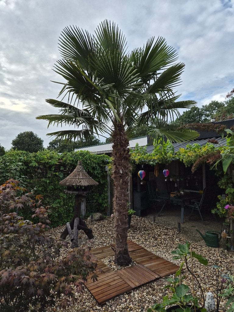 Grote Palmboom - Hoogte ca. 4 meter, Tuin en Terras, Planten | Bomen, Zomer, Palmboom, 400 cm of meer, Ophalen
