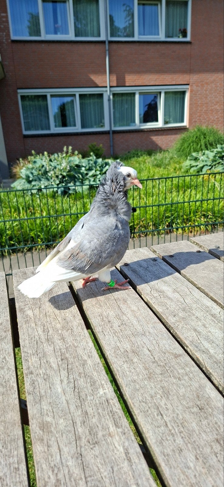 Te koop sierduiven Oudhollands kapucijnen duiven, Mannelijk, Overige soorten