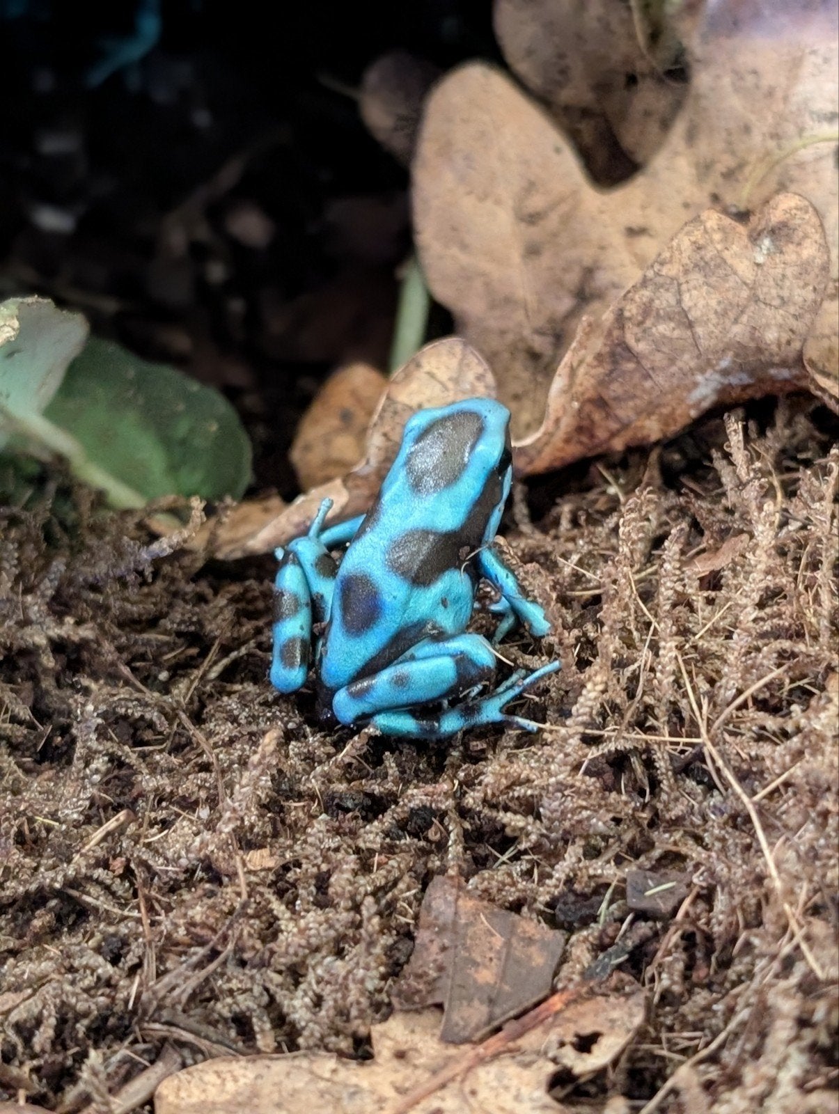 Dendrobates Auratus 'Celeste' Frog - unknown for sale from NKexotics nl