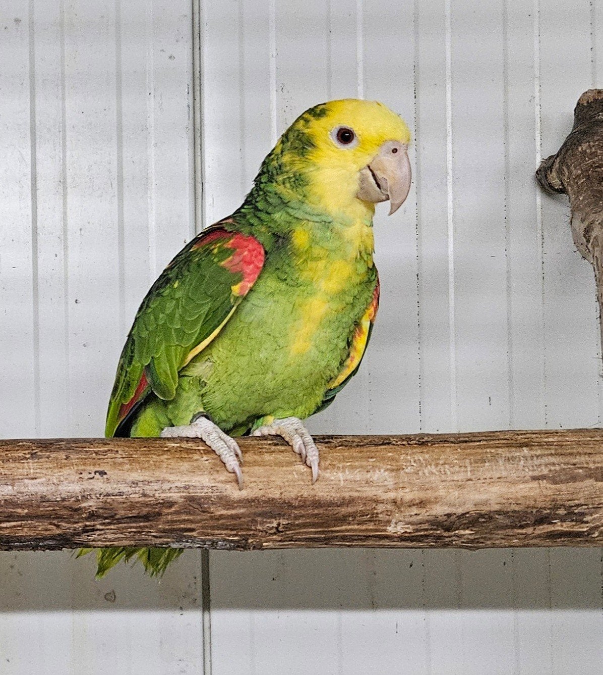 0-1 Dubbele geelkop amazone, Dieren en Toebehoren, Vrouwelijk, Papegaai, Geringd